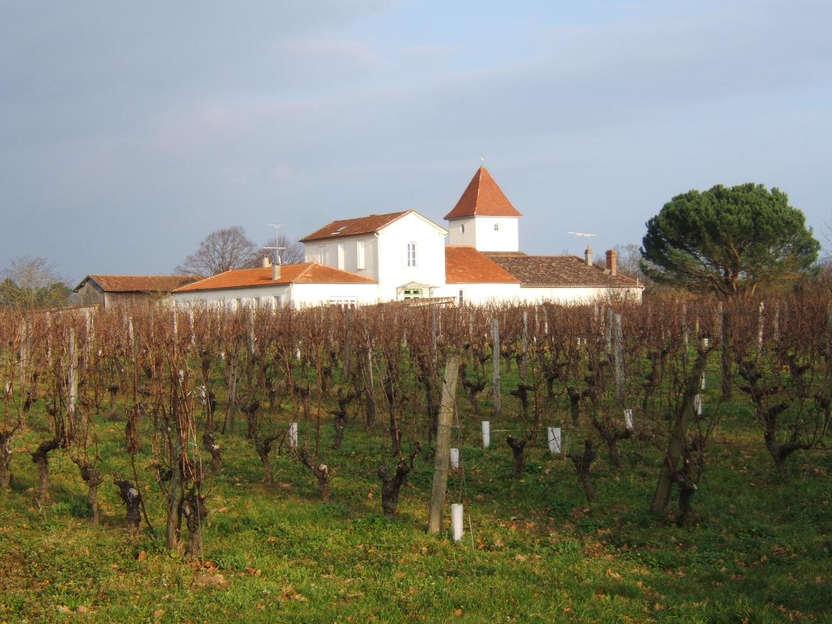 Vignes