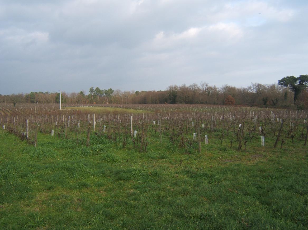 Vignes