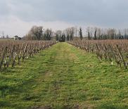 vignes