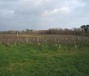 vignes