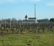 vignes